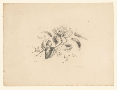 Diverse bloemen door Anton Weiss