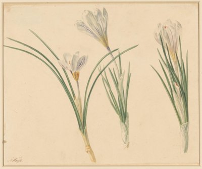 Drie studies van krokussen door Anton Weiss