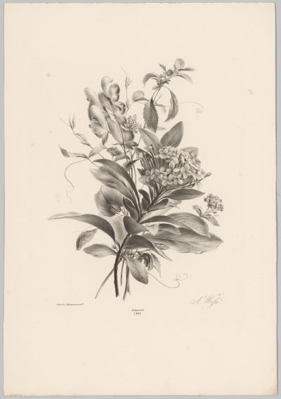 Hortensia