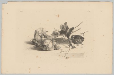 Rozen door Anton Weiss