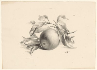 Sinaasappel door Anton Weiss