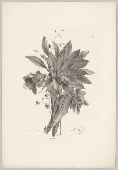 Ster- en klokvormige bloemen door Anton Weiss