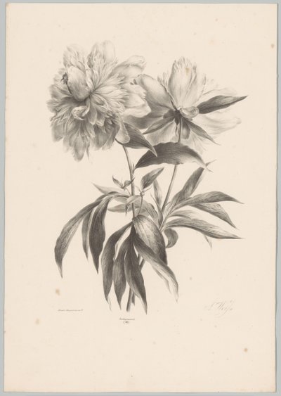 Twee bloemen door Anton Weiss