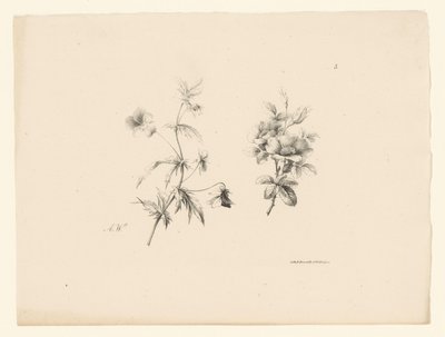 Twee bloemen door Anton Weiss