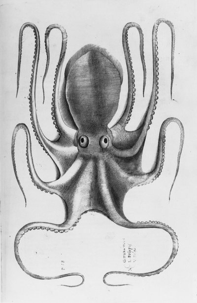 Illustratie uit "Aquatilium animalium historiae, liber primus" door Ippolito Salviani, 1554 door Antonio Lafreri