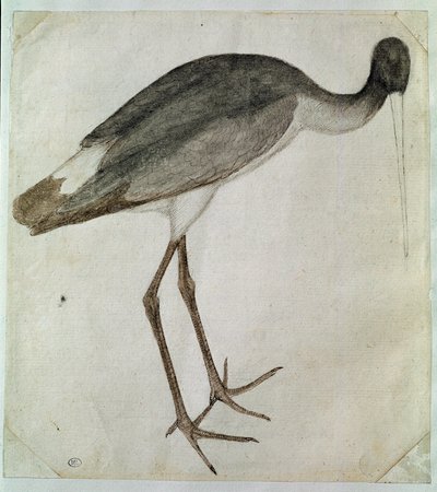 Een zwarte ooievaar staand, naar rechts gericht door Antonio Pisanello