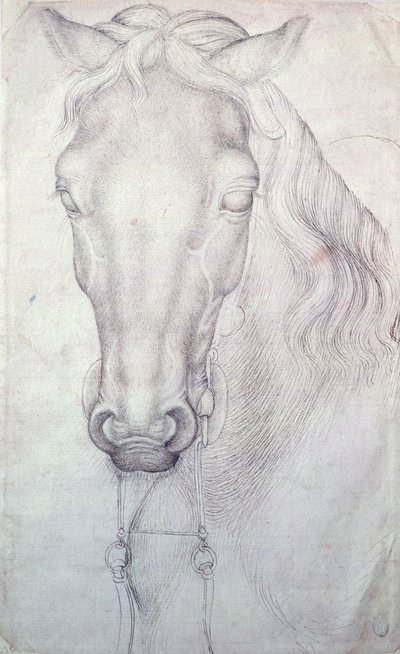 Hoofd van een paard door Antonio Pisanello