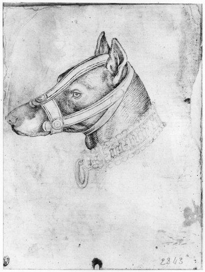 Hoofd van een gemuilkorfde hond, uit het Vallardi Album door Antonio Pisanello