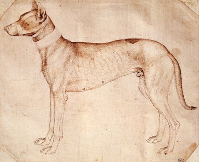 Studie van jachthond, tekening in pen en bruine inkt door Antonio Pisanello