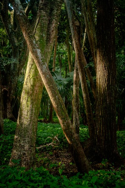 Afernoon, Tijuca-woud, Brazilië, 2022 (foto) door Antonio Schubert