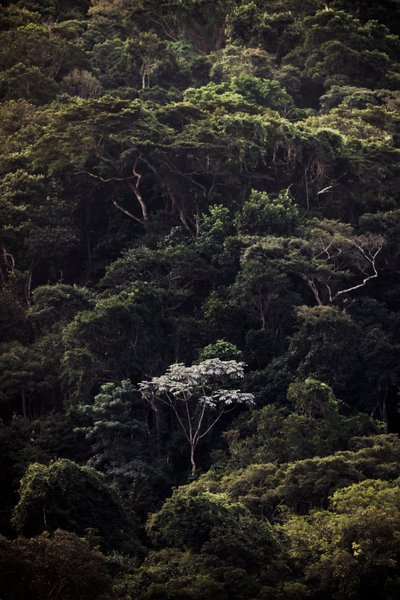 Embauba III, 2019 (digitale foto) door Antonio Schubert