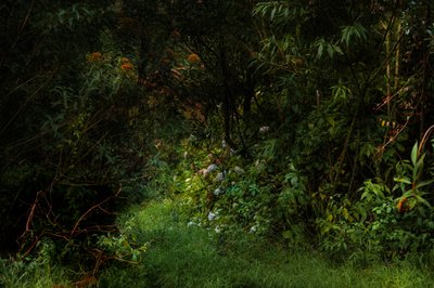 Paden, 2015 door Antonio Schubert