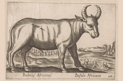 Afrikaanse buffel door Antonio Tempesta