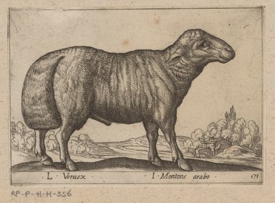 Arabisch schaap door Antonio Tempesta