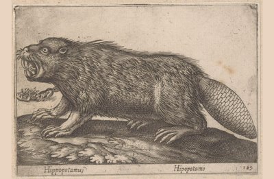 Bever door Antonio Tempesta