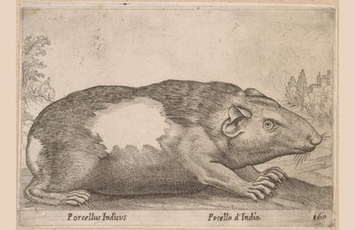Cavia door Antonio Tempesta