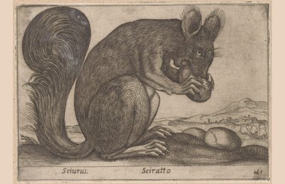 Eekhoorn (Dieren en fabelwezens) door Antonio Tempesta
