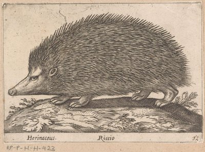 Egel, Dieren en fabelwezens, Nova raccolta de li animali piu curiosi del mondo door Antonio Tempesta