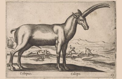 Geitachtige door Antonio Tempesta