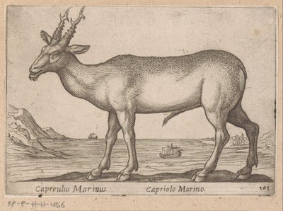 Hert Capreulus Marinus / Capriolo Marino (titel op object) Dieren en fabelwezens (serie titel) Nova raccolta de li animali piu curiosi del mondo (serie titel) door Antonio Tempesta