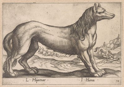 Hyena door Antonio Tempesta