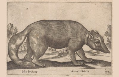 Indische muis, Birmese fret-das, Dieren en fabelwezens (serietitel), Nova raccolta de li animali piu curiosi del mondo (serietitel) door Antonio Tempesta