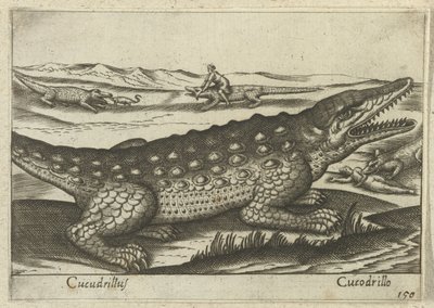 Krokodil door Antonio Tempesta