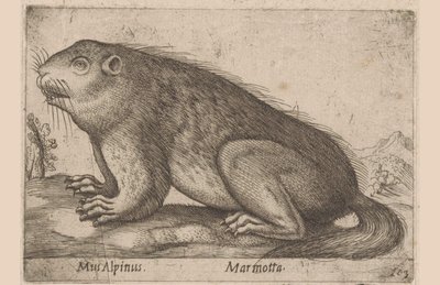 Marmot (Dieren en fabelwezens, serie titel) door Antonio Tempesta