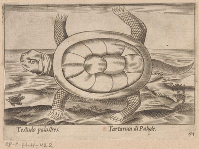 Moerasschildpad door Antonio Tempesta