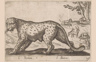 Panter door Antonio Tempesta