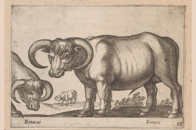 Runderen door Antonio Tempesta