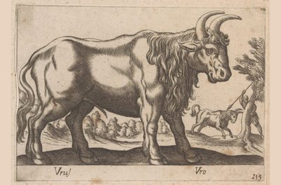 Stier door Antonio Tempesta