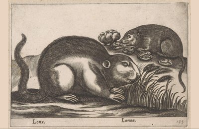 Twee muskusratten Dieren en fabelwezens Nova raccolta de li animali piu curiosi del mondo door Antonio Tempesta