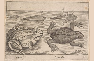 Vijf stadia van een kikker, Rana/Ranocchia (titel op object), Dieren en fabelwezens (serietitel), Nova raccolta de li animali piu curiosi del mondo (serietitel) door Antonio Tempesta