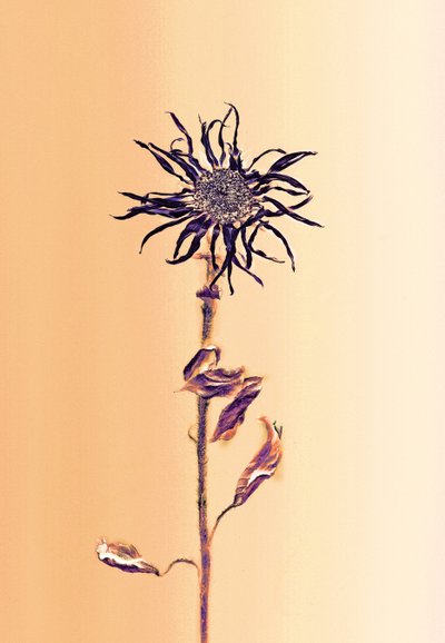  door Antonius Antonius