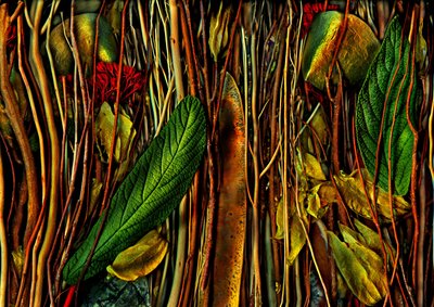  door Antonius Antonius