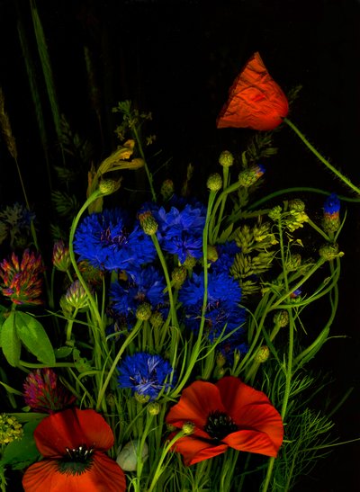  door Antonius Antonius