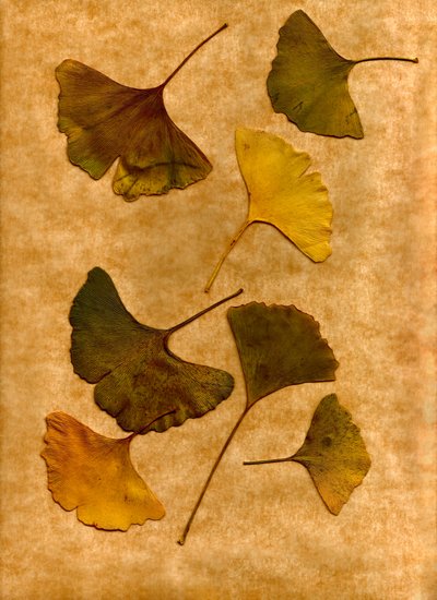  door Antonius Antonius