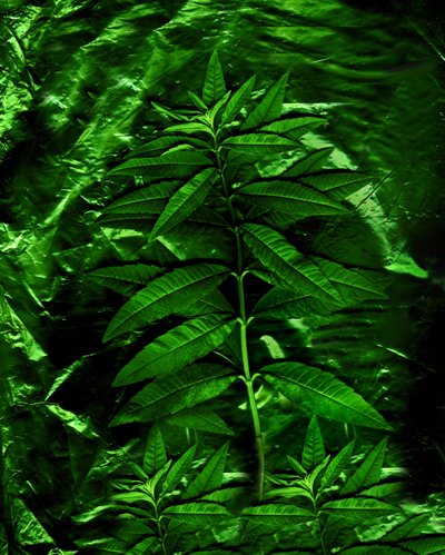 Groen-4, 2009 (foto) door Antonius Antonius