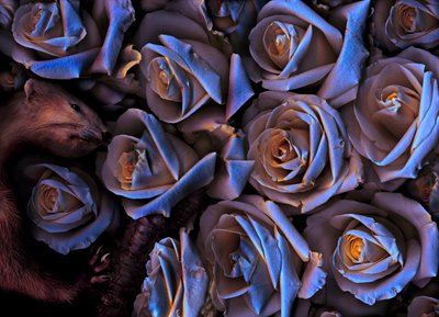  door Antonius Antonius