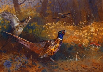 Een Haan en Hen Fazant aan de Rand van een Bos door Archibald Thorburn