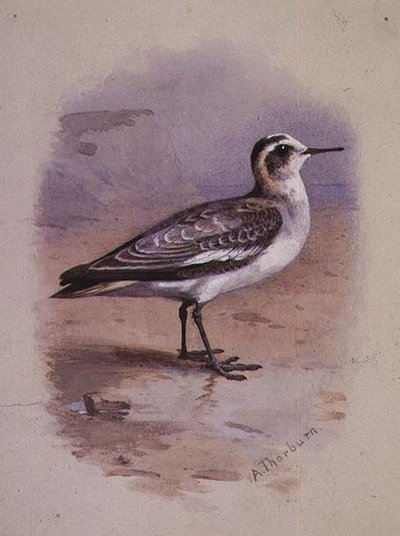 Een Grijze Phalarope door Archibald Thorburn