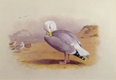 Een zilvermeeuw op een strand met de Bass Rock op de achtergrond door Archibald Thorburn