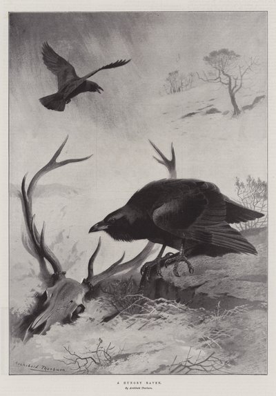 Een hongerige raaf door Archibald Thorburn