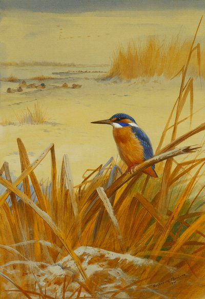 Een IJsvogel Tussen Riet in de Winter door Archibald Thorburn