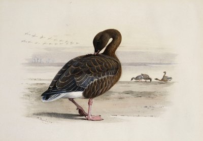 Een kolgans door Archibald Thorburn