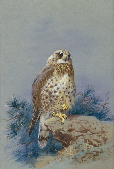 Ruigpootbuizerd door Archibald Thorburn