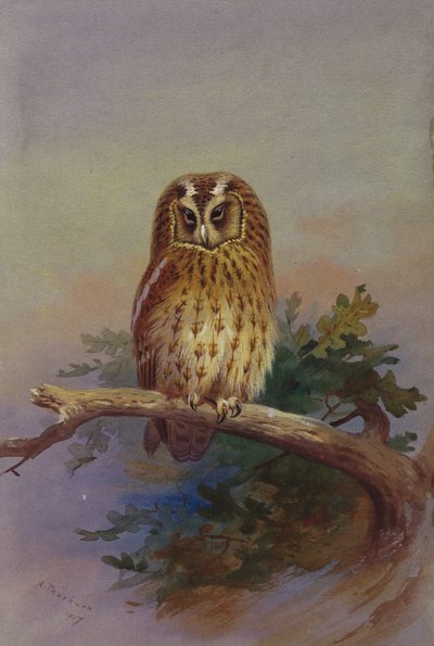 Een bosuil zittend op een eikentak door Archibald Thorburn