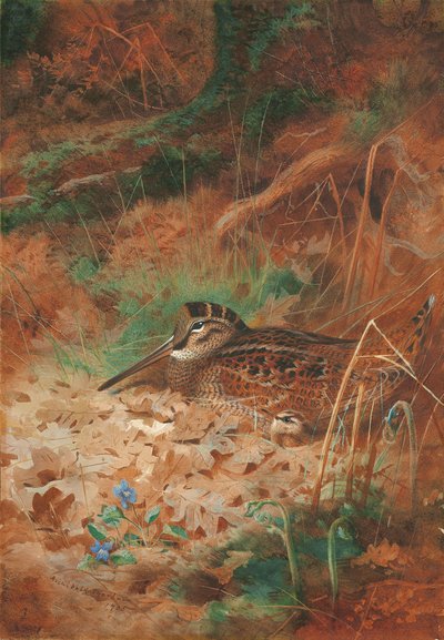 Een Houtsnip en Kuiken in het Kreupelhout door Archibald Thorburn