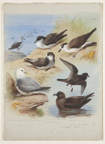 Albatros, stormvogels, pijlstormvogel, noordse stormvogel, ca. 1915 door Archibald Thorburn